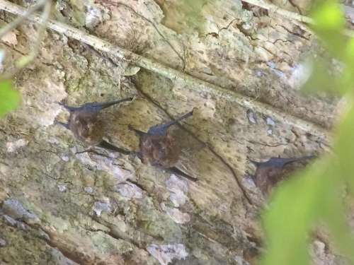 bats Costa Rica rain forest leaf