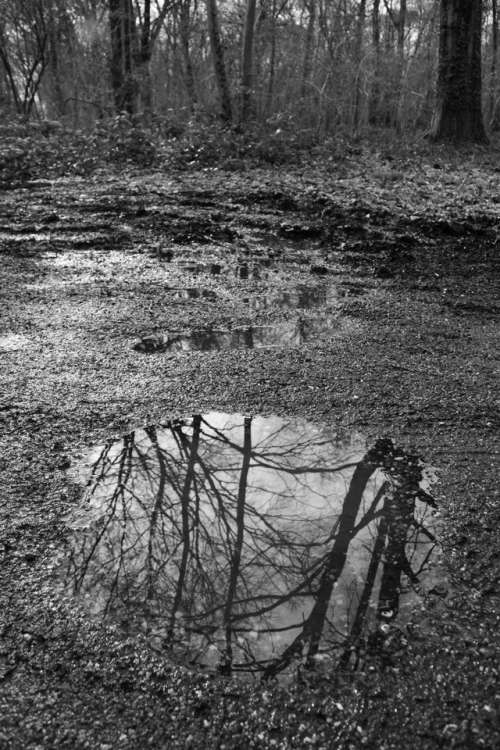 forest reflection water puddle tree