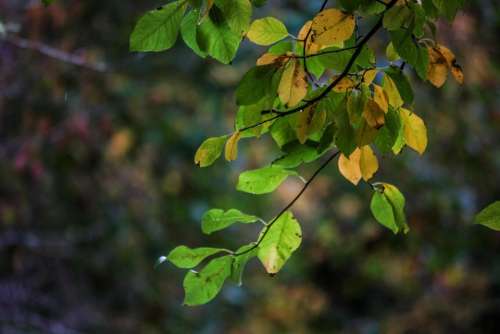 leaves trees autumn fall #autumnleaves