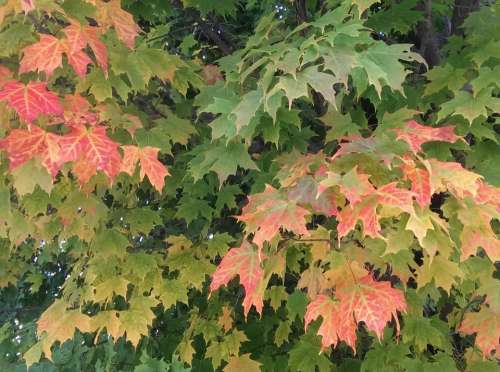 Maple maple tree Autumn foliage Vermont