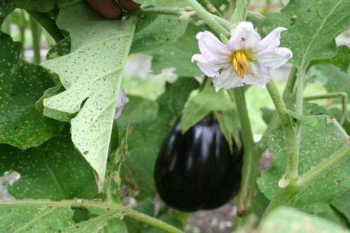 eggplant courgette eggplant flower vegetable garden organic garden