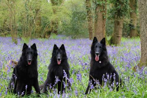 dogs canine groenendaels bluebells bluebell woods