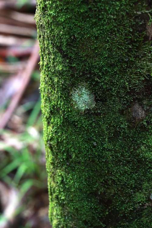 Rainforest moss lichen tree