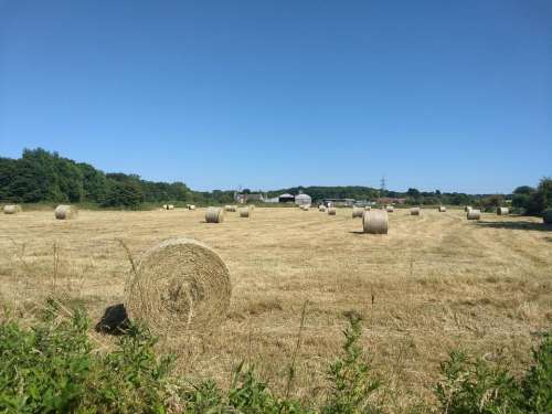 farm.summer harvest bales straw farm