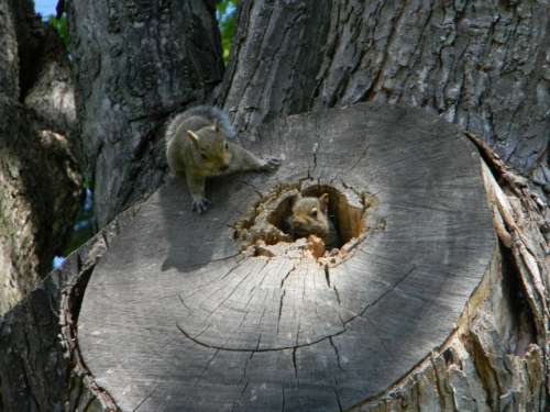 squirrel animals cute squirrels
