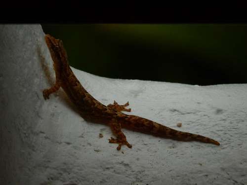 gecko lizard reptile cold blooded