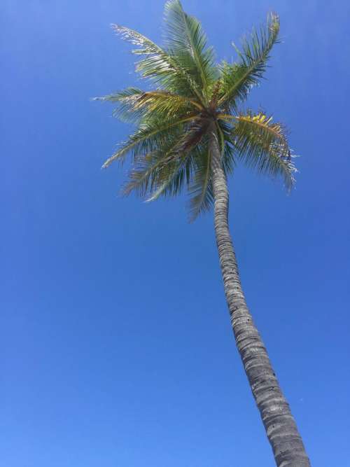 Palm tree tropical 