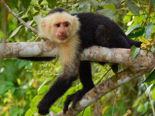 monkey Capuchin mammal wildlife