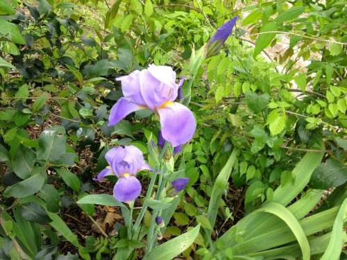 Purple Iris bloom wild flower flowers floral