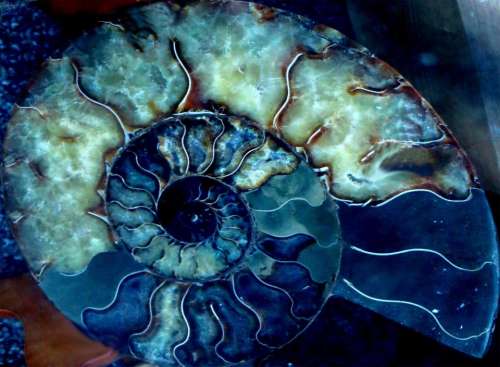 ammonite shell fossil spiral nautilus