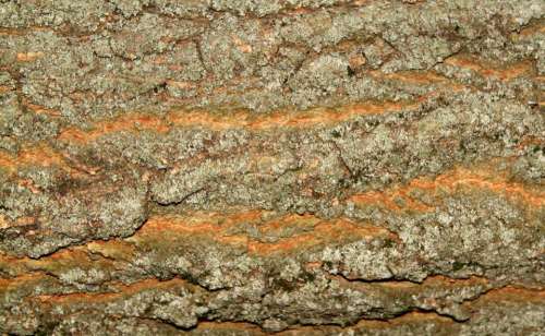 nature tree bark crust peel