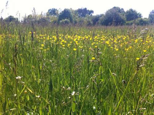 Buttercups wild flowers meadow grass rural