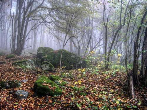 autumn nature forest trees stones