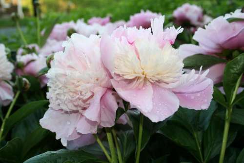 #peony peonies flower flower garden