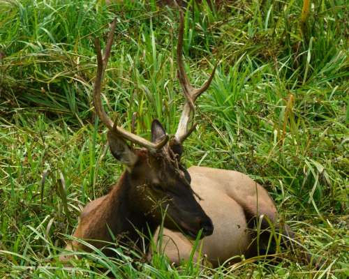 bull each dear elk antlers