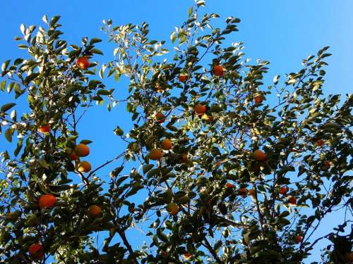 persimmon tree fruit orange