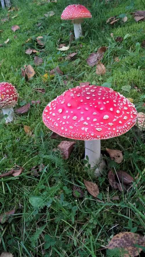 red pink  fungus fungi mushroom