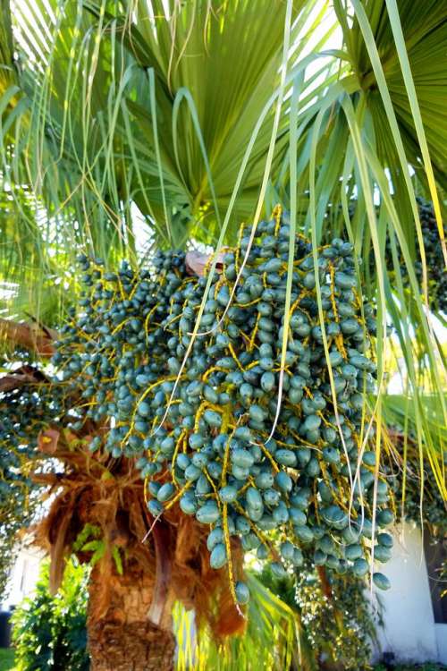 palm tree fronds seeds Florida