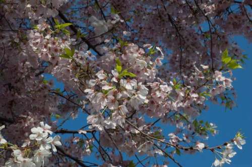 cherry blossoms Washington DC Tidal Basin tourists spring
