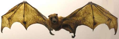 bat flying wings mammal animal