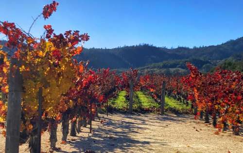 Winery vineyard agriculture farm crops