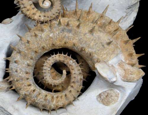 ammonite shell fossil spiral nautilus