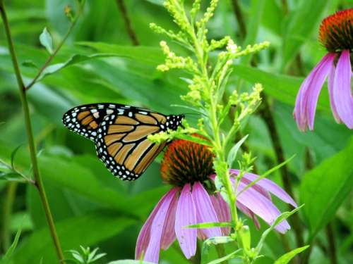 Monarch butterfly insect nature flower 