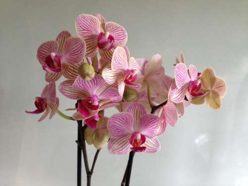 orchid flowers pink variegated
