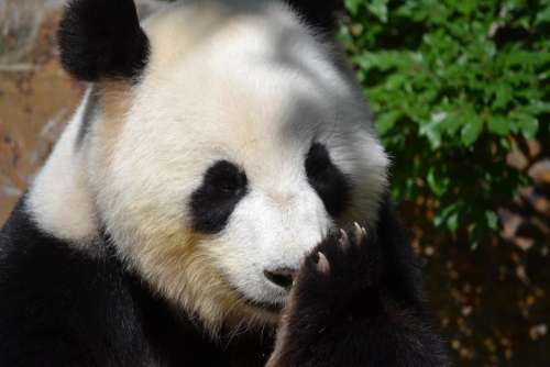 panda panda bear bear  