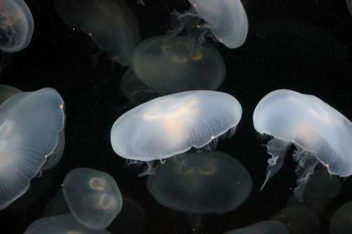 nature water jellyfish aquarium glow