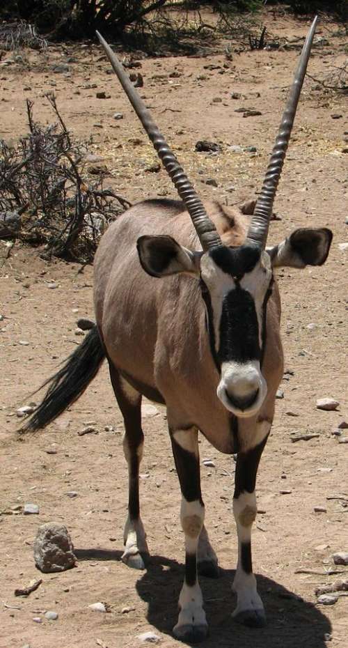 gnu wildebeest antelope horns Africa