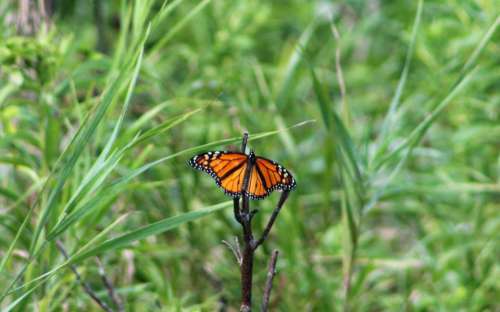 insect butterfly monarch butterflies wings