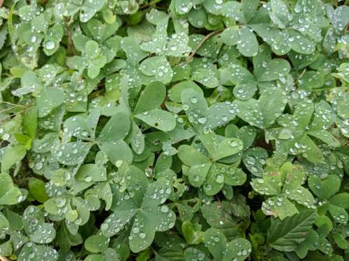 clover  nature texture water drops