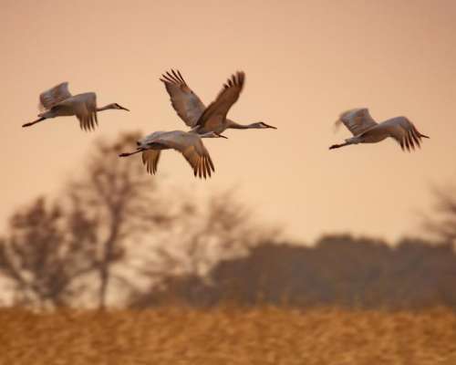 sandhill cranes wild birds fly flying