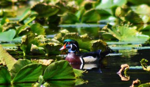 Wood Duck bird waterfowl