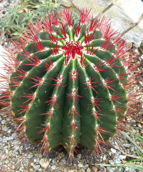 cactus round green red desert