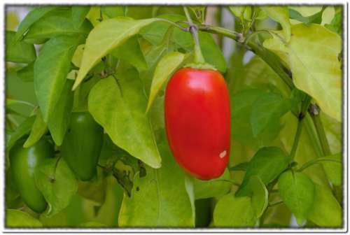 Pepper Red Green Leaves Ripe
