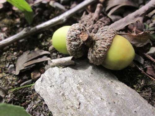 acorn acorns nuts nature