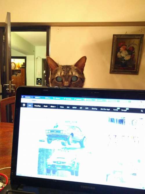 Laptop cat