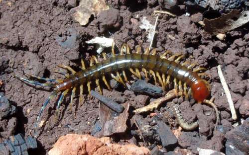 arthropod poison centipede