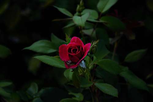 Red Rose Red Rose Bud Green