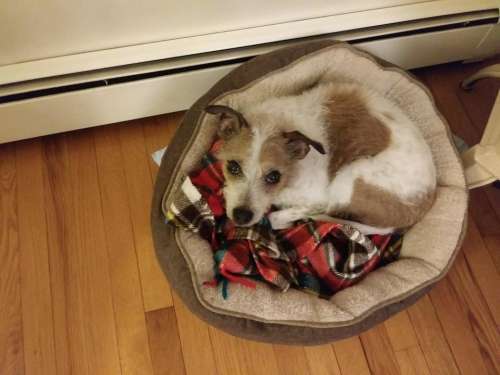 dog dog bed Jack Russell furry blanket