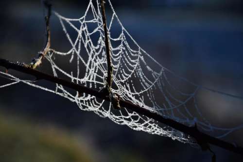 frozen frost cobwebs icy winter