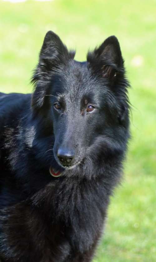 black dog dogs canine groenendael belgian shepherd