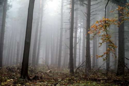 forest fog trees leaves autumn