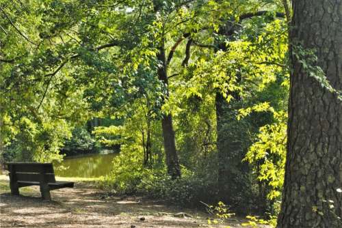 Bench Lake Water Tree Path