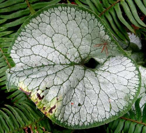 leaf green white veins tropical