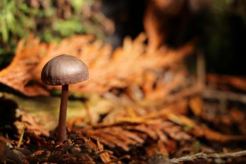 mushroom toadstool fungus woodland