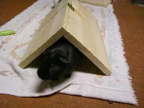 guinea pig small animal furry cute black