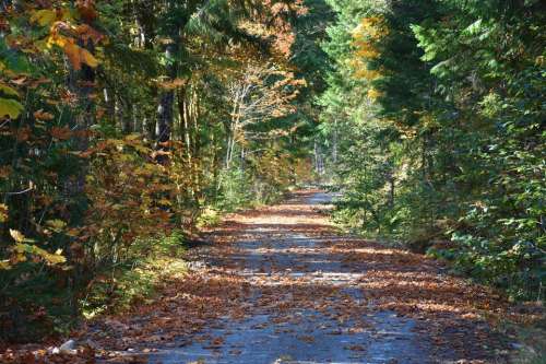 Autumn Fall Logging road